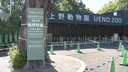 【速報】上野動物園のパンダ「シンシン」に妊娠の兆候
