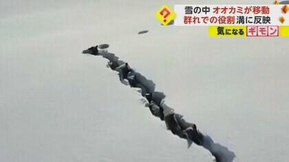 【オオカミ大移動】若い個体→幼い個体→年配リーダーの順で雪の中を進む　厳しい自然を生き抜く術　中国・新疆ウイグル自治区