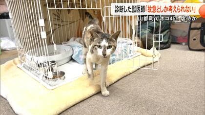 「故意にやったとしか考えられない」山都町で4匹目のやけどなど負ったネコ見つかる「虐待の可能性高い」と診断【熊本発】