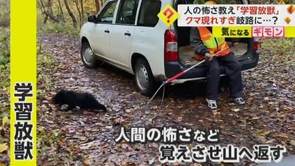 【学習放獣】クマ出没多発で岐路に…舌が肥えた個体は「お仕置きしてもまた人里に戻るのでは」と議論に　長野・軽井沢