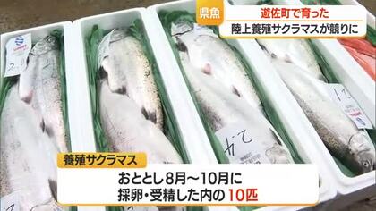 天然ものより脂の乗りが良い・養殖サクラマス1キロ3100～3200円で競り落とされる　山形・遊佐町