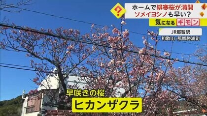 鮮やかなピンク色…早咲きの「ヒカンザクラ」が満開　今年は早咲き？「ソメイヨシノ」の全国開花予想は