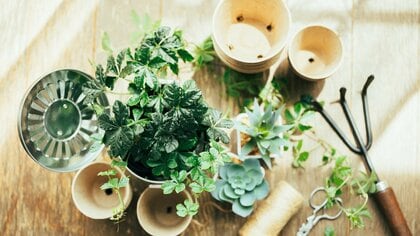 もう“水やり”に悩まない！観葉植物ビギナーが100円ショップで最初に買うべき道具は「珪藻土マット」と「液体肥料」だけ【いざ、100均ガーデニング】