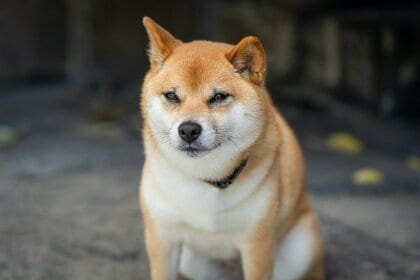 柴犬の飼い主の約6割が「拒否柴」を経験｜拒否されやすい状況は「散歩に行きたがらない」が最多｜柴犬の飼い主200人にアンケート調査【コノコトトモニ】