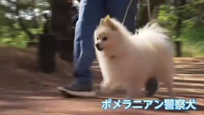 県警初！ポメラニアンの警察犬も奮闘　宮崎市で警察犬競技会　現場で活躍する「鼻の捜査官」たちが競い合う