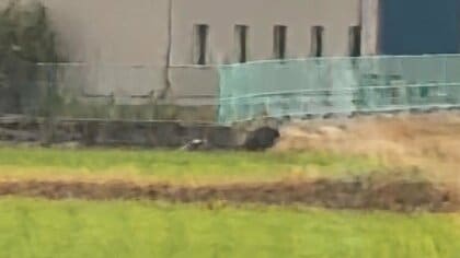 田んぼのあぜを走るクマを住民が撮影「あんなに速いものか」「すごく怖かった」 周辺の住宅地から不安の声