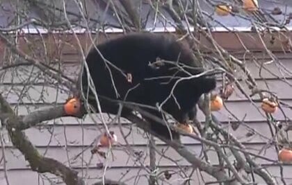 専門家「おそらく冬眠の仕方がわからない」クマが住宅敷地内の柿の木に出没…7時間超も居座り柿むさぼり食べる　福島・北塩原村