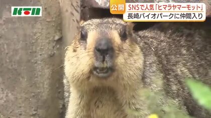  国内動物園での公開は初！「ヒマラヤマーモット」が長崎バイオパークに仲間入り　愛らしい見た目で大人気