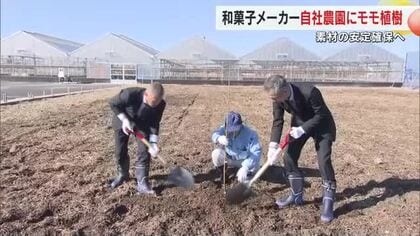 岡山市の和菓子メーカー・源吉兆庵が自社農園にモモの苗木植える　素材の安定供給と最適糖度目指す【岡山】