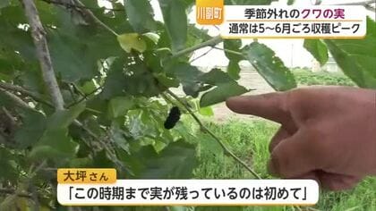 なぜ今ごろ？クワの木に季節外れの実「こんな時期まで初めて」【佐賀県】