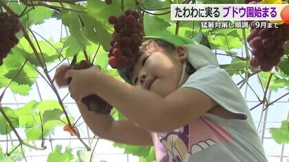 「ブドウが一番好き！」園児が収穫体験　あわら市の観光ブドウ園が今シーズンの営業開始　暑さ対策万全で順調に生育【福井】