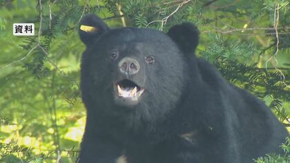 クマに女性2人が相次いで襲われる被害も…その際は猟銃で「緊急捕獲」　県職員や猟友会などが出没の際の対応を確認