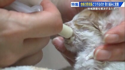 「猫は天使」32匹との暮らしに月40万円　身銭を切って保護活動を続けるボランティア　 “自己犠牲の現状”知ってほしい【広島発】