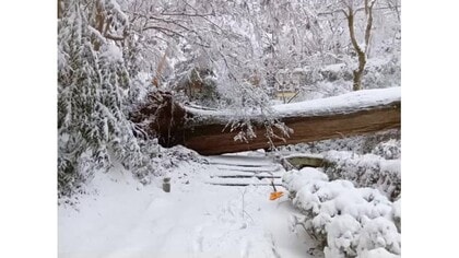 大雪の影響か…安来市の清水寺で杉の大木倒れ境内の旅館に被害　参道ふさぎ拝観できず閉山（島根）