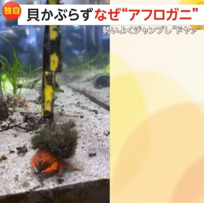 【独自】「ドヤ感がすごい」“アフロヘアーのカニ”がジャンプで決めポーズ！本来貝で身を守るはずが…好き過ぎて海藻背負った「カイカムリ」　静岡