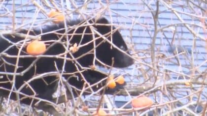 警察のライフル銃駆除チームが初出動　クマ2頭が2日連続で柿の木に　日没などで打ち切り　岩手県岩泉町