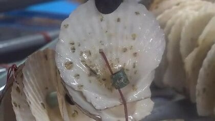 猛暑に強いマガキ　福井県立大が稚貝育成　量産化に成功　2万個を出荷