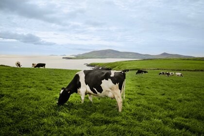 アイルランド政府食糧庁Bord Bia(ボード・ビア) 2023年度 対日乳製品輸出量12%増(*) サステナブルで高品質なアイルランド産乳製品を安定供給