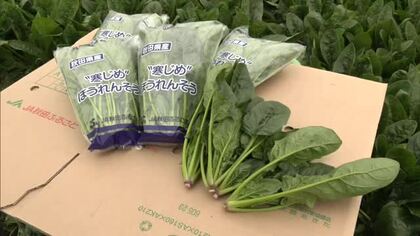 冬の寒さで甘さ・栄養価アップ　「寒じめホウレンソウ」の収穫盛ん　食べて冬を乗り切って！　秋田・横手市