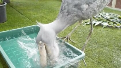 豪快に水を飲み、盛大にこぼす」ハシビロコウに爆笑…まるで“ししおどし