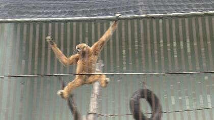 国内で唯一飼育「キタホオジロテナガザル」敬老の日 2匹のご長寿ザルに