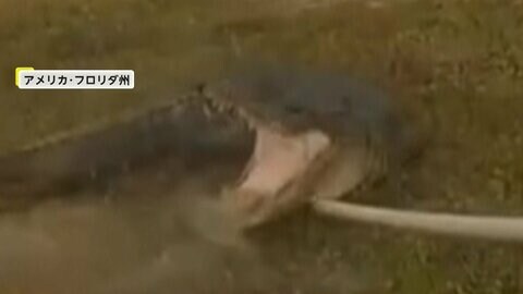 大暴れする巨大ワニを警察官が緊迫の捕獲劇…人に慣れていたニワトリはあっさり捕獲、飼い主は9歳の女の子　アメリカ