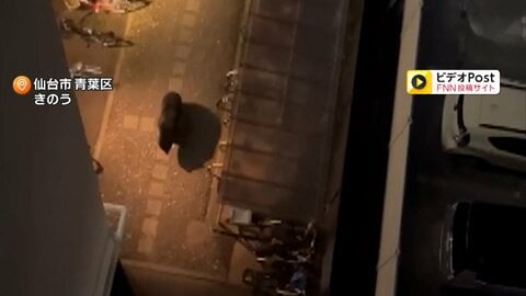 住宅街にいたクマ駆除　体長1.5m重さ125kgのオスを緊急銃猟　目撃相次いだ個体か　仙台市