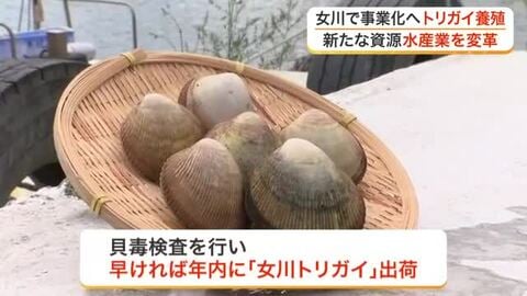 女川町で始まるトリガイの養殖　「水産業を変える」「画期的な新しい資源」　環境が変わる海での新たな挑戦