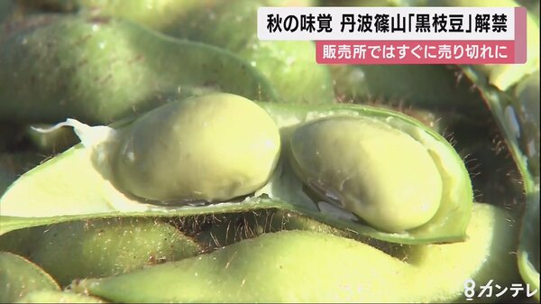 丹波篠山の特産「黒枝豆」の販売解禁　おせち料理用の黒豆を成熟前に刈り取り