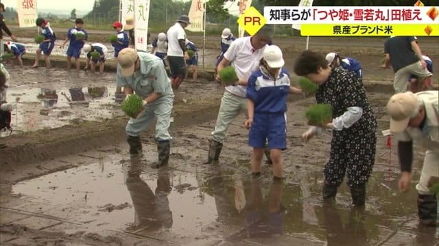 “いつものかすり姿”で田植えを行う吉村知事