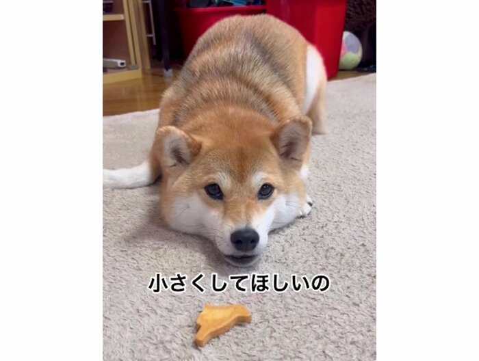 提供:柴犬ゆきちゃん