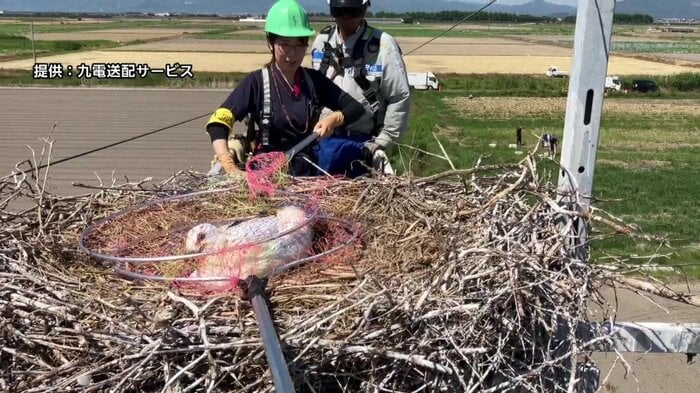 電柱の巣でふ化、成長したコウノトリのひな