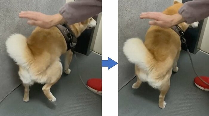 エレベーター内の栗太郎くん