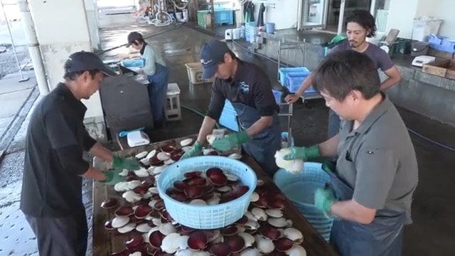 月日貝の出荷作業（日置市・江口漁港）