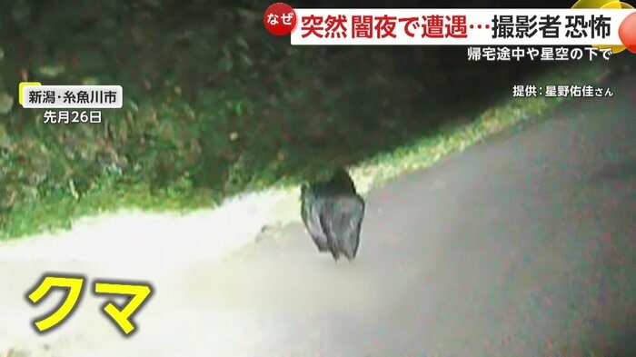 車のライトに照らされるクマ(映像提供:星野佑佳さん)