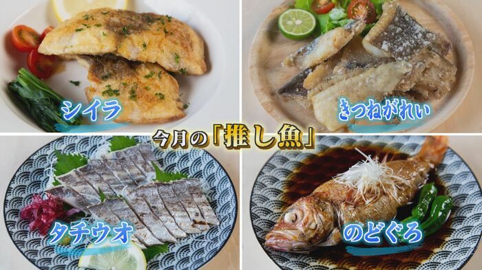 10月の旬はノドグロ、タチウオ、シイラ、キツネガレイ