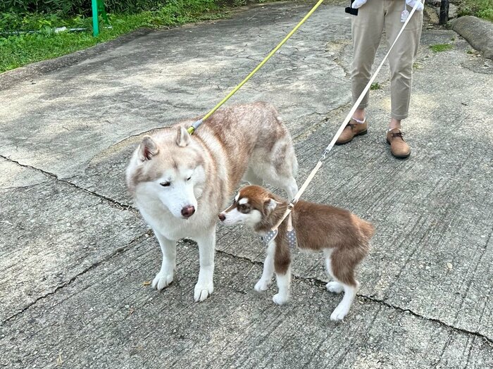 ヴィヴィアンくん(左)と子犬のマリアンちゃん(提供:ヴィヴィまりさん)