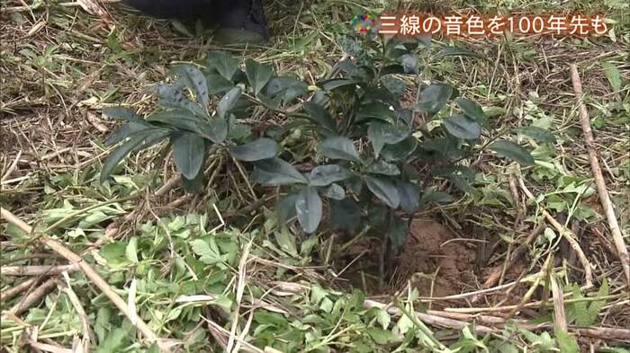 くるちの苗