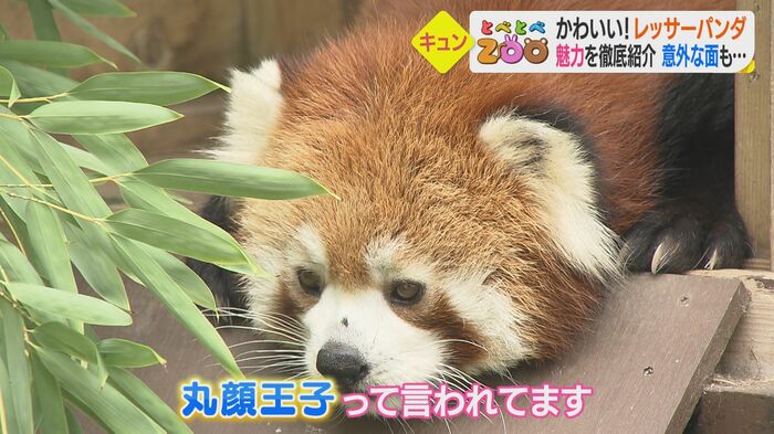 「丸顔王子」砥々丸