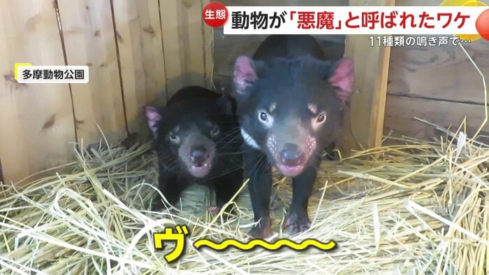 飼育員が撮影したタスマニアデビルの鳴き声((公財)東京動物園協会提供)
