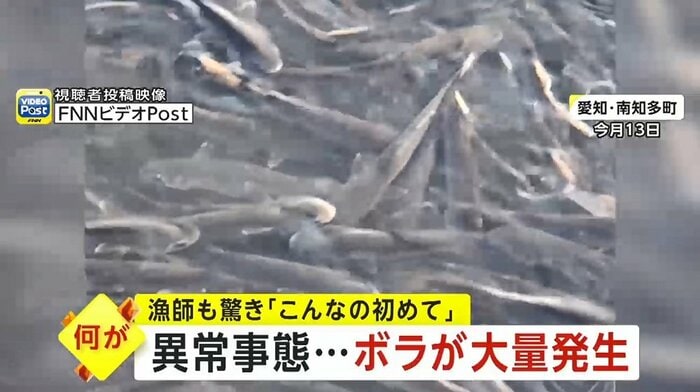 正体は、大量のボラ