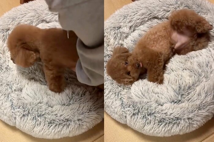 別の日も夜になると立てなくなっている(提供:Leo トイプードルさん)