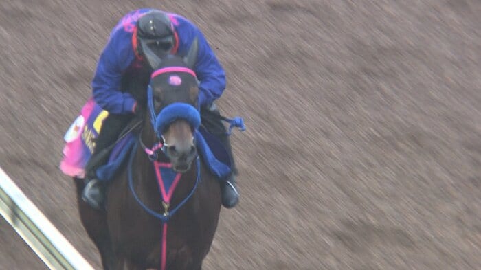 ウィルソンテソーロ最終追い切り
