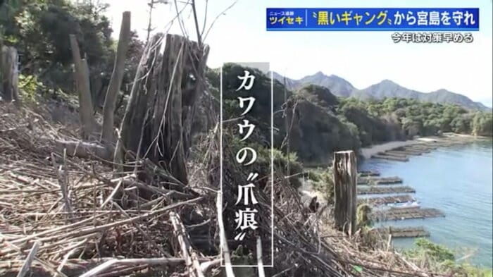 カワウの寝床になっていた場所