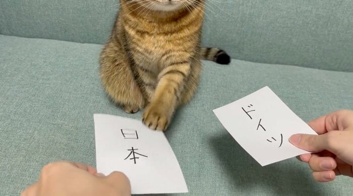 提供:みにら日記-MiniraDiary-さん