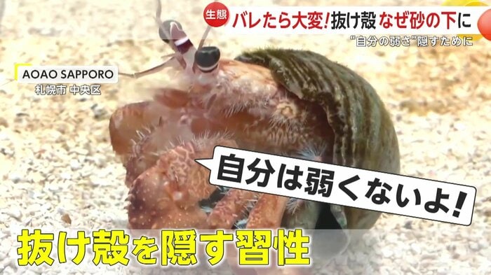 殻を隠すのはソメンヤドカリの習性(提供:AOAO SAPPORO)