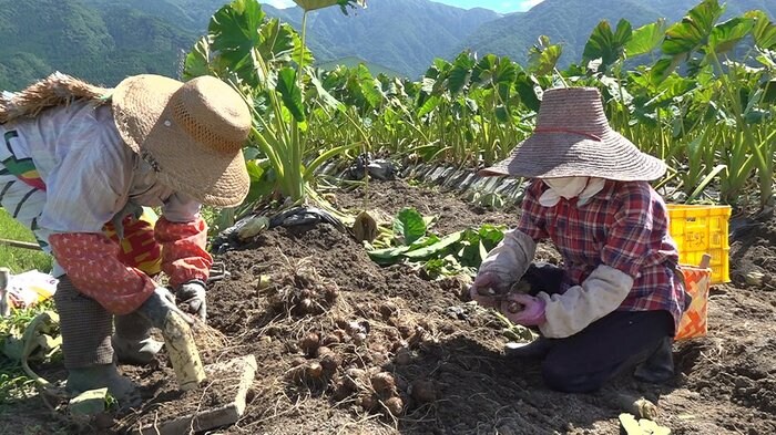 独自ブランド「平沢里芋」収穫