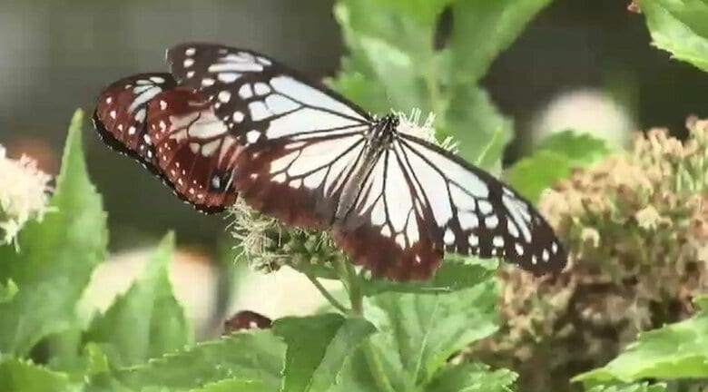 福岡市植物園に「アサギマダラ」飛来　薄い水色の羽を優雅に動かす“旅するチョウ”　飛来のピーク迎える｜FNNプライムオンライン
