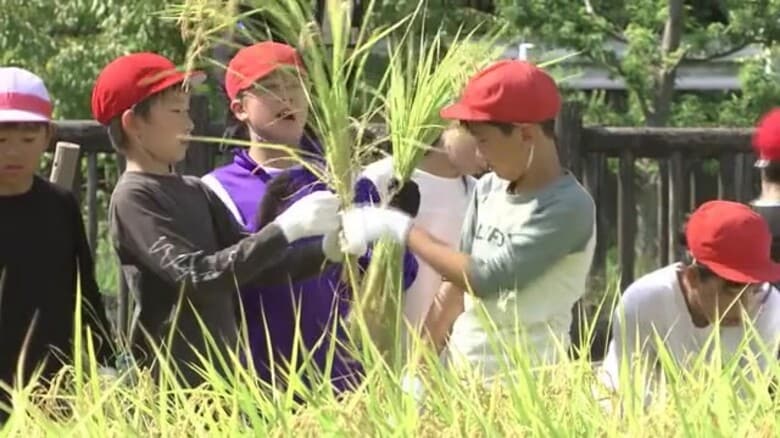 子供たちが鎌を使った“昔ながらの方法”で稲刈り 5月に自分たちで田植えし順調に生育 一乗谷あさくら水の駅の農園【福井】|FNNプライムオンライン