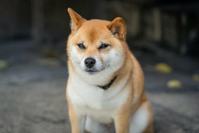 柴犬の飼い主の約6割が「拒否柴」を経験｜拒否されやすい状況は「散歩に行きたがらない」が最多｜柴犬の飼い主200人にアンケート調査【コノコトトモニ】